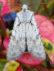 Lithophane ornitopus