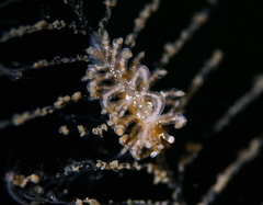 Eubranchus vittatus