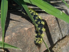 Leucanella viridescens