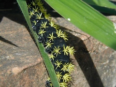 Leucanella viridescens