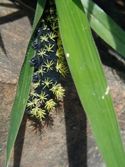 Leucanella viridescens