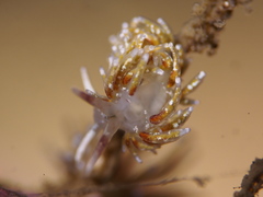 Rubramoena rubescens