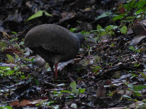 Slaty-breasted Tinamou (Crypturellus boucardi), photo 4