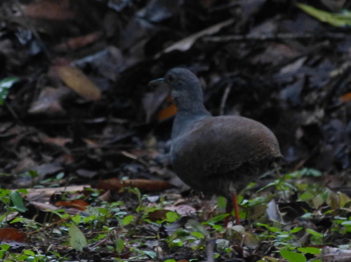 Slaty-breasted Tinamou (Crypturellus boucardi), photo 5