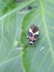 Craspeduchus variegatus