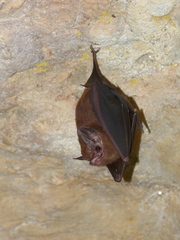 Peropteryx macrotis