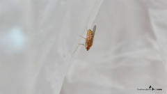 Drosophila busckii