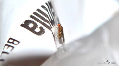 Drosophila busckii