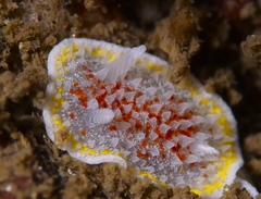 Diaphorodoris luteocincta
