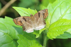 Odontoptilum angulata