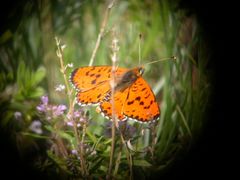 Melitaea didyma