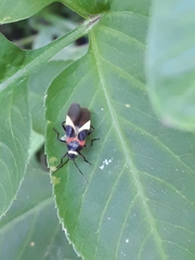 Craspeduchus variegatus