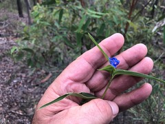 Commelina lanceolata