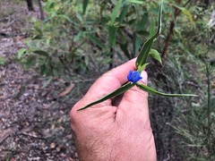 Commelina lanceolata