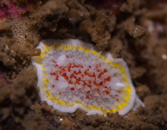 Diaphorodoris luteocincta