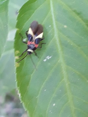 Craspeduchus variegatus