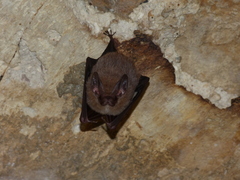 Peropteryx macrotis