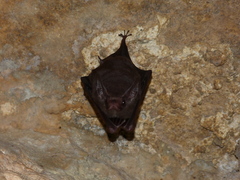 Peropteryx macrotis