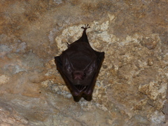 Peropteryx macrotis