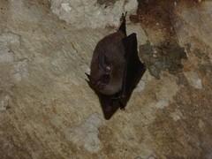 Peropteryx macrotis