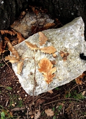 Quercus pubescens pubescens