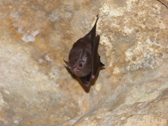 Peropteryx macrotis