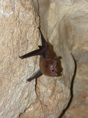 Peropteryx macrotis