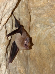 Peropteryx macrotis