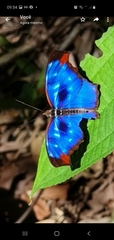 Nymphalidae