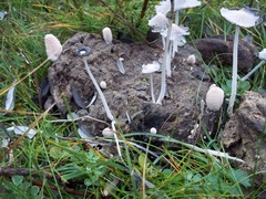 Coprinopsis pseudonivea