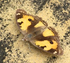 Junonia hierta hierta