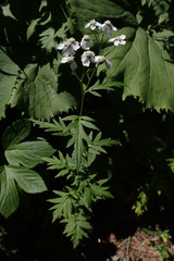 Achillea macrophylla