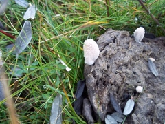 Coprinopsis pseudonivea