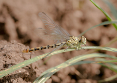 Onychogomphus lefebvrii