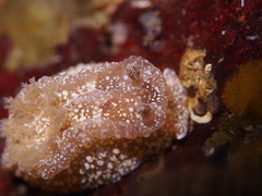 Goniodoris castanea