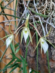 Brassavola tuberculata