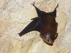 Peropteryx macrotis