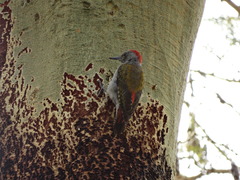 Chloropicus spodocephalus