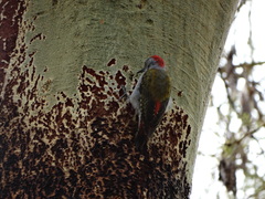 Chloropicus spodocephalus