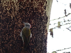 Chloropicus spodocephalus