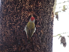 Chloropicus spodocephalus
