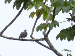 Patagioenas