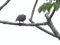 Patagioenas