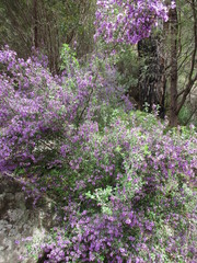 Prostanthera rotundifolia