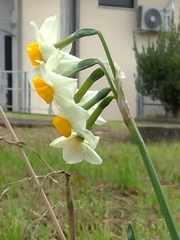 Narcissus tazetta tazetta