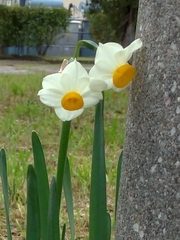 Narcissus tazetta tazetta