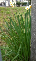 Narcissus tazetta tazetta