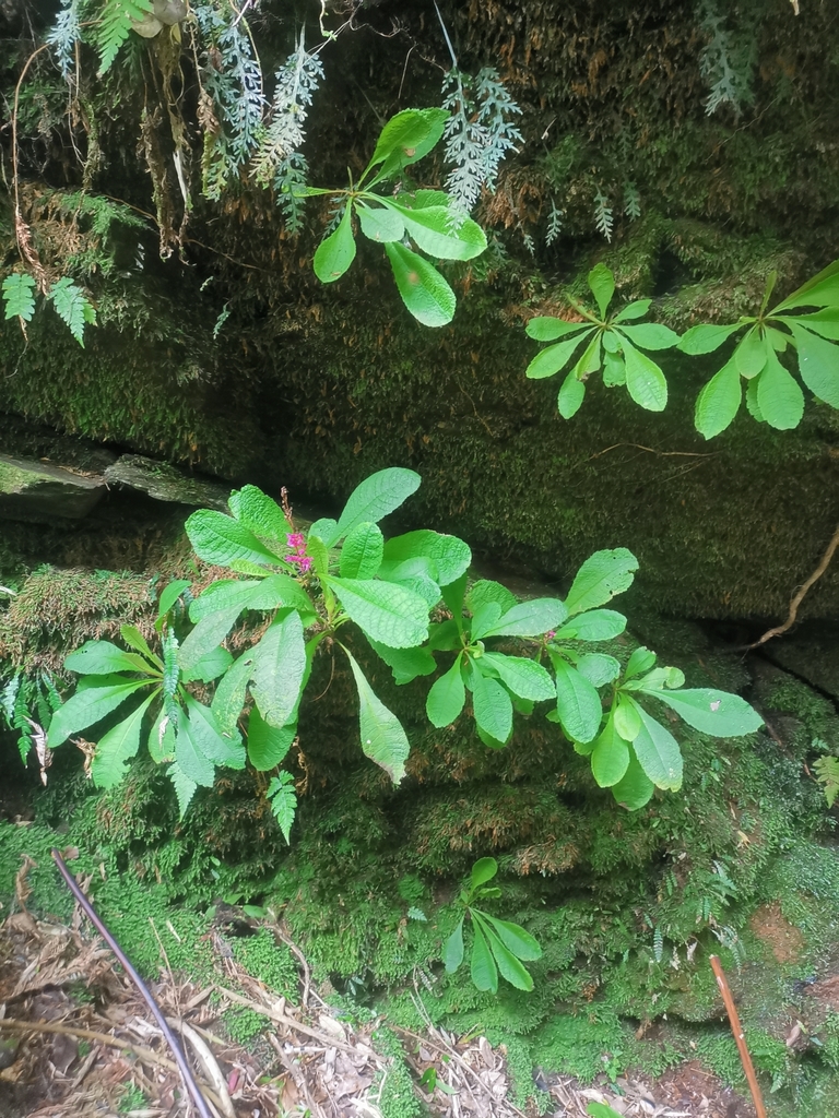 Valdivia gayana; photograph Inao Vasquez, CC BY, iNaturalist via GBIF