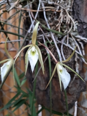 Brassavola tuberculata