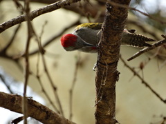 Chloropicus spodocephalus